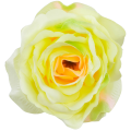 [w04196] Róża główka 9cm pastelowo-żółta cieniowana na różowo i zielono