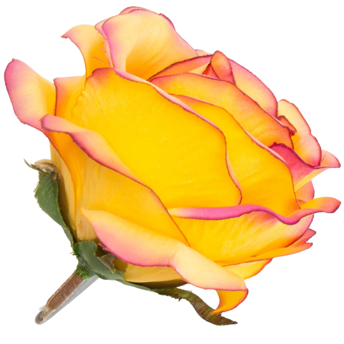 [w04201] Róża główka 9cm ciemnożółta z różowym brzegiem