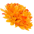 [680877] Główka kwiatowa chryzantema 10 płatków 16cm pomarańczowa cieniowana