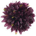 [680883] Główka kwiatowa chryzantema 10 płatków 16cm ciemno-purpurowa
