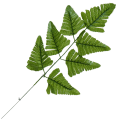 [680886] Gałązka liście paproci zielone 48cm
