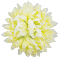 [680898] Główka chryzantema 16 płatków 14cm kremowo-zielona
