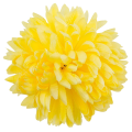 [680901] Główka chryzantema 16 płatków 14cm pastelowo-żółta