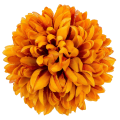 [680903] Główka chryzantema 16 płatków 14cm pomarańczowo-brązowa