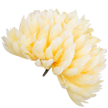 [68d8317] Główka chryzantema 16 płatków 14cm brzoskwiniowa jasna