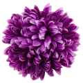 [680909] Główka chryzantema 16 płatków 14cm purpurowa