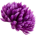 [680909] Główka chryzantema 16 płatków 14cm purpurowa
