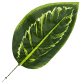 [680894] Liść dekoracyjny nr 29 ciemnozielony 48cm