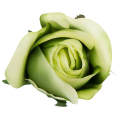 [w04235] Róża główka 9cm kremowo-zielona
