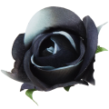 [w04240] Róża główka 9cm czarna