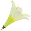 [w04241] Główka kwiatowa lilia 16cm kremowo-seledynowa