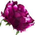 [w03027] Główka kwiatowa peonia duża 12cm biskupia