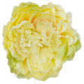 [w03028] Główka kwiatowa peonia duża 12cm kremowa cieniowana na zielono