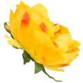 [w03029] Główka kwiatowa peonia duża 12cm żółta cieniowana