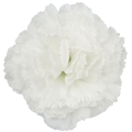 [w04272] Goździk główka 9cm biała 12szt