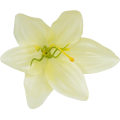 [w04283] Główka kwiatowa lilia 11cm bladożółta