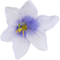 [w04288] Główka kwiatowa lilia 11cm jasno-lawendowa