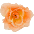 [w04296] Róża główka 12cm łososiowa