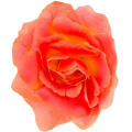 [w04299] Róża główka 12cm koralowo-pomarańczowa