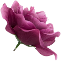 [w04303] Róża główka 12cm biskupia