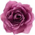 [w04303] Róża główka 12cm biskupia