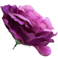 [w04312] Róża główka 13cm biskupia