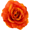 [w04314] Róża główka 13cm orange