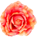 [w0578] Główka kwiatowa róża duża 20cm koralowa