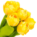 [w04319] Bukiet tulipanów pełnych 7 kwiatów żółty 39cm