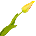 [w04339] Tulipan na gałązce drobny 49cm żółty
