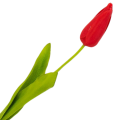 [w04342] Tulipan na gałązce drobny 49cm czerwony
