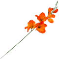 [w0591] Mieczyk satynowy gałązka 54cm ciemnopomarańczowy