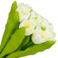 [w04358] Bukiet tulipanów kremowy 9 kwiatów