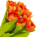 [w04363] Bukiet tulipanów pomarańczowy  9 kwiatów