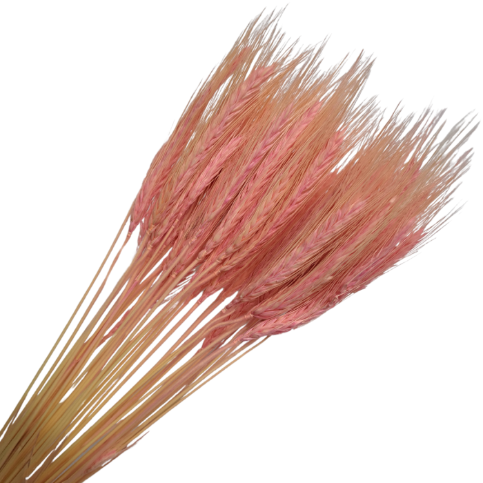 [59062] Suszone zboże jęczmień pudrowo-różowy wiązka około 40szt