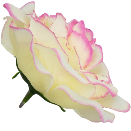 [w129083] Róża główka 12cm kremowa cieniowana na różowo 