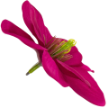 [w10012] Główka kwiatowa magnolia 11cm fioletowo-różowa 12szt