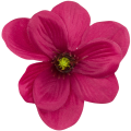 [w10012] Główka kwiatowa magnolia 11cm fioletowo-różowa 12szt