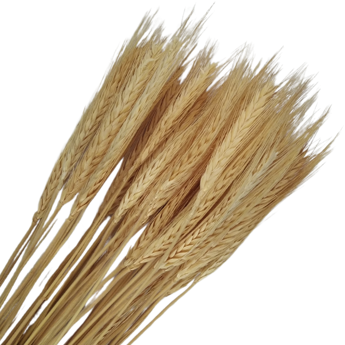 [59035] Suszone zboże jęczmień wybielony wiązka około 25szt
