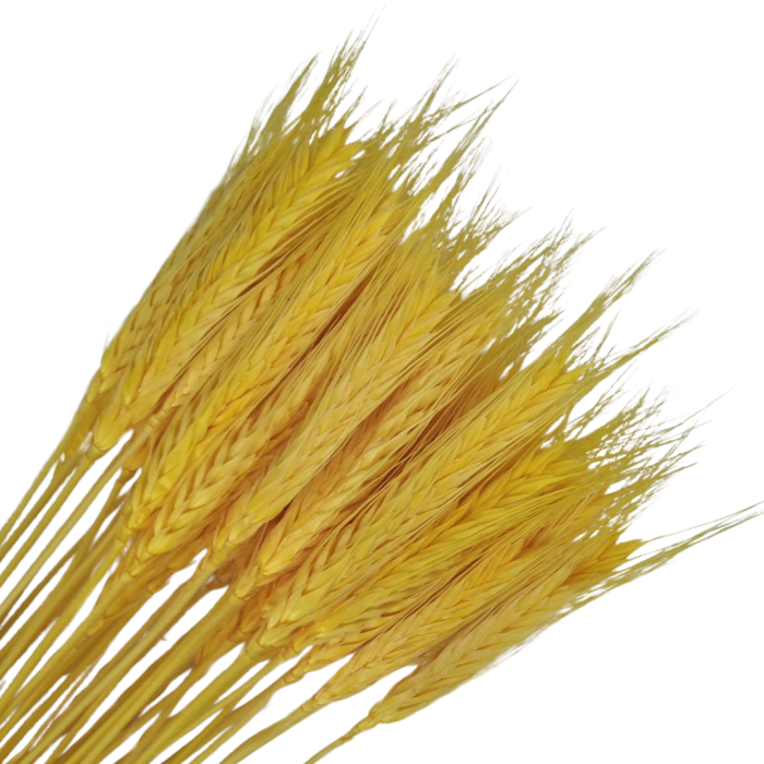 [59045] Suszone zboże jęczmień żółty wiązka około 40szt