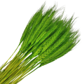 [59079] Suszone zboże jęczmień zielony wiązka około 40szt