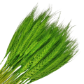 [59079] Suszone zboże jęczmień zielony wiązka około 40szt