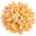 [68d8350] Główka chryzantema 16 płatków 14cm żółto- różowa