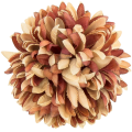 [68d8352] Główka chryzantema 16 płatków 14cm brązowa cieniowana
