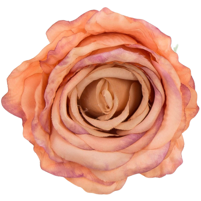 [68b2004] Róża główka 10cm brzoskwiniowo- fioletowa