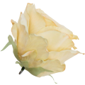 [68b2011] Róża główka 10cm jasnożółta