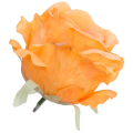 [68b2012] Róża główka 10cm pomarańczowa
