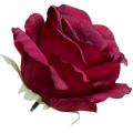 [68b2003] Róża główka 10cm bordowa cieniowana