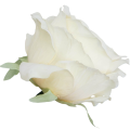 [68b2008] Róża główka 10cm kremowa