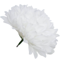 [68d7753] Główka chryzantema 7 płatków 13cm biała 6szt